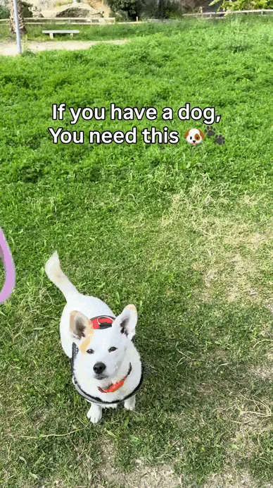 2-in-1 Portable Dog Water Bottle